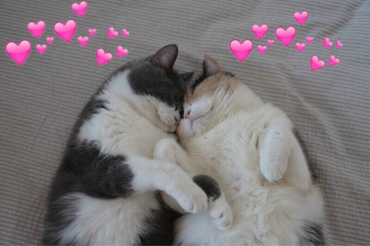 Объятия котят