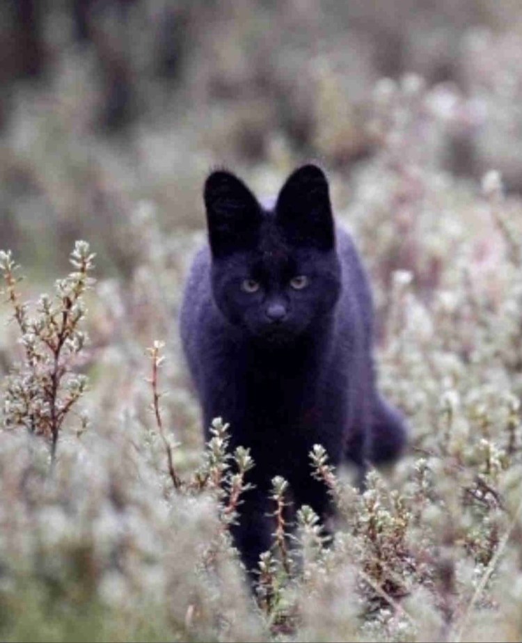 Чёрный сервал меланист