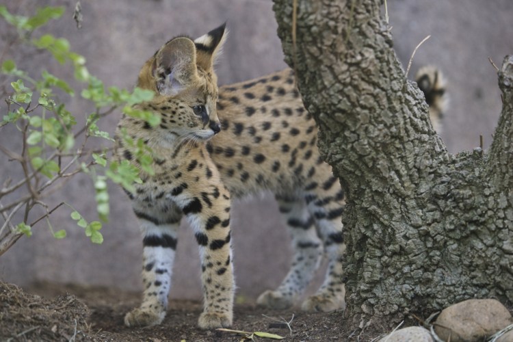 Каракал меланист