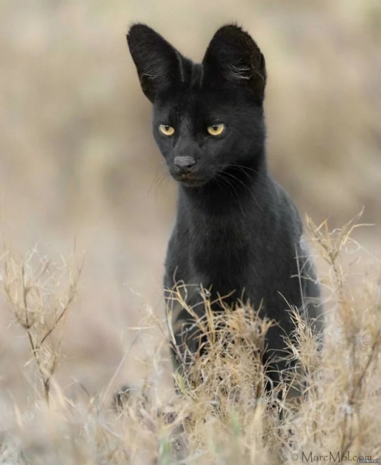 Черный каракал меланист