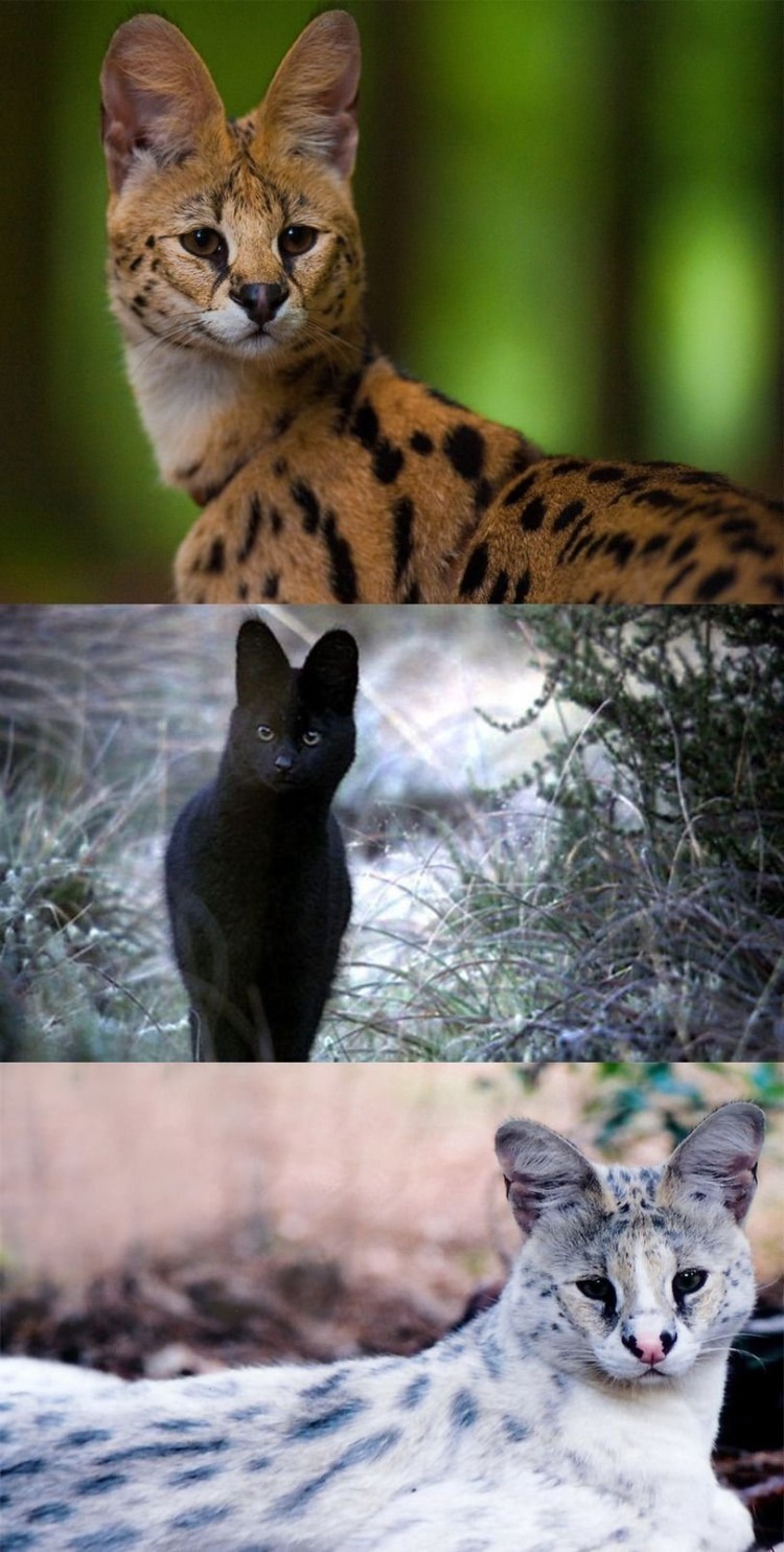 Сервал каракал Саванна