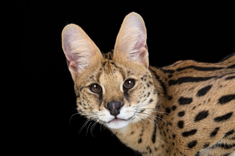 Сервалы меланисты