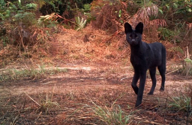 Каракал меланист