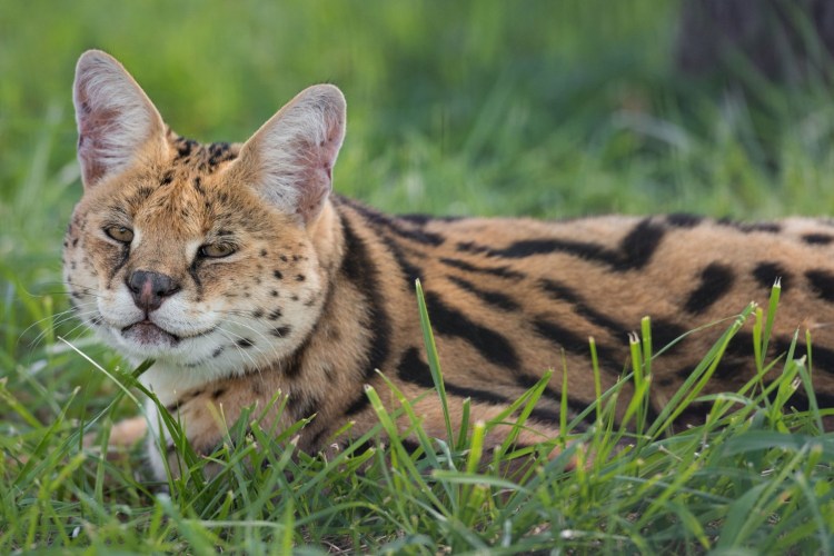 Черный сервал