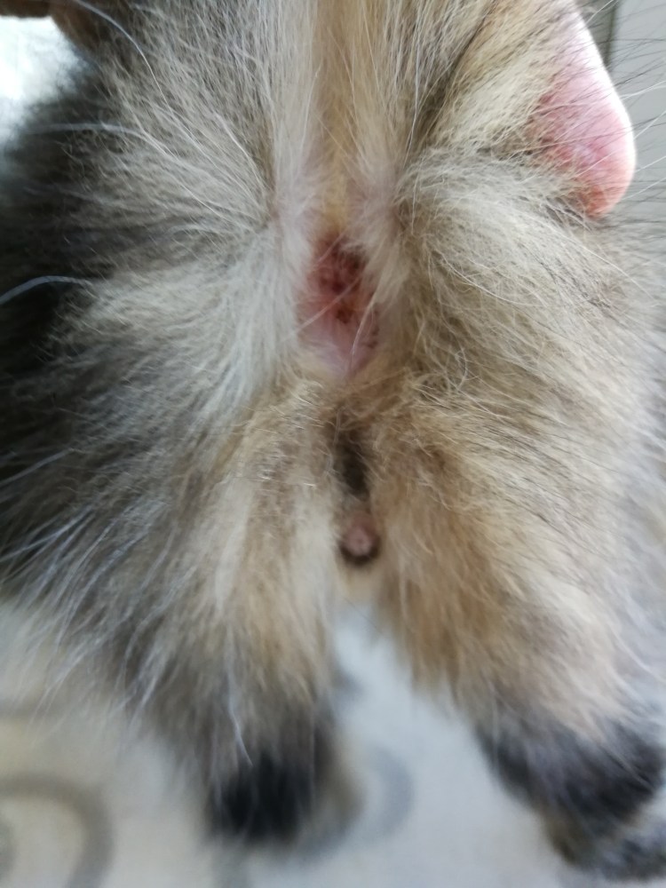 Трехшерстный кот мальчик