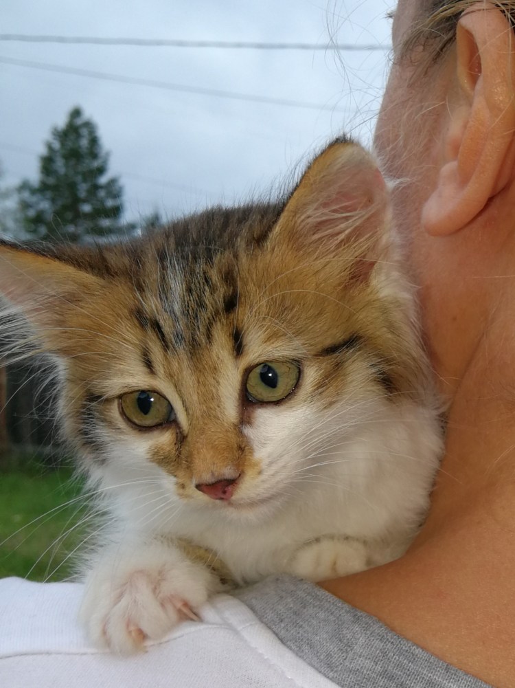 Трехцветные кошки Калико