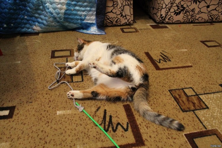 Трёхцветный кот с яйцами