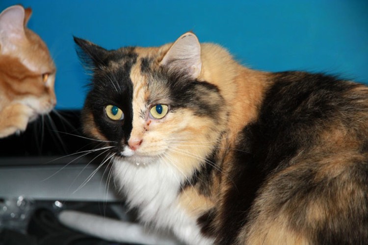 Американская жесткошерстная черепаховая