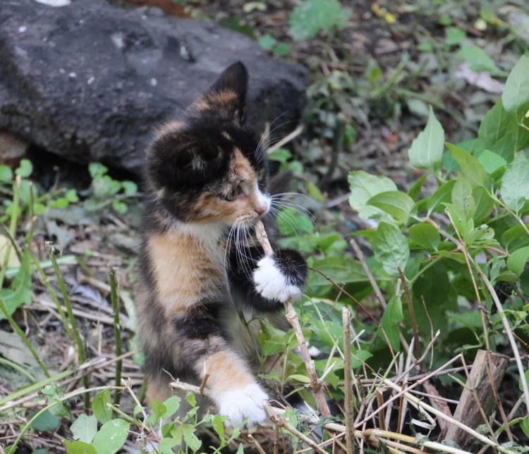 Бурменский трехцветный кот