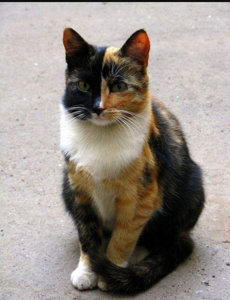 Трехшерстная кошка и котята