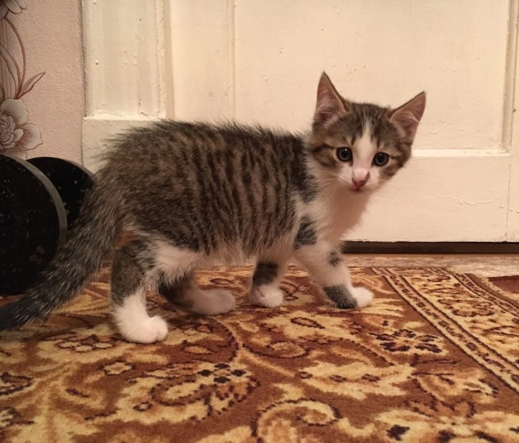 Трёхцветный кот мальчик