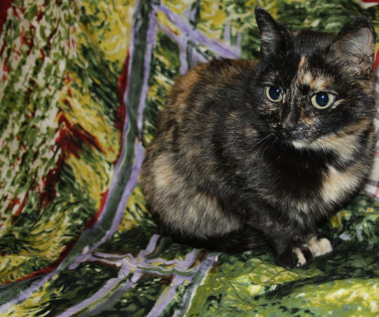 Трехцветная кошка метис британской