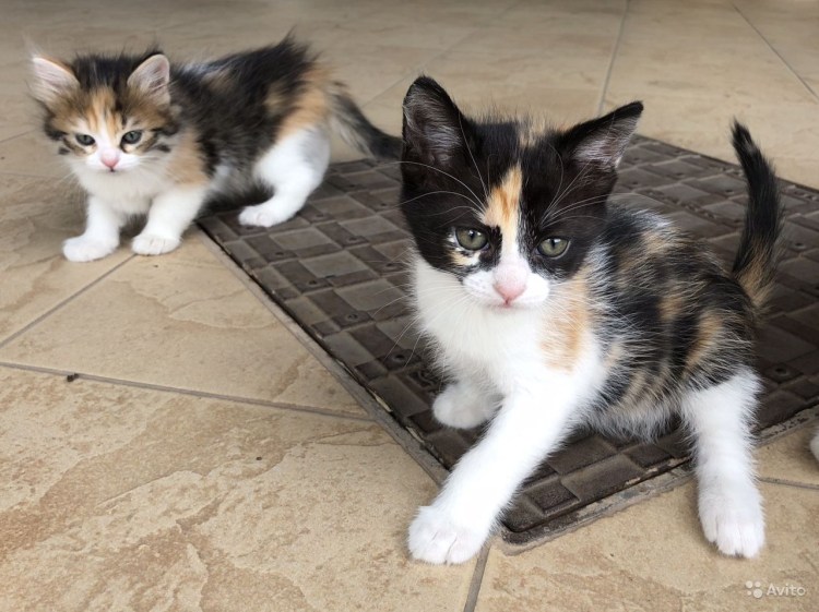 Трехшерстные коты мальчики