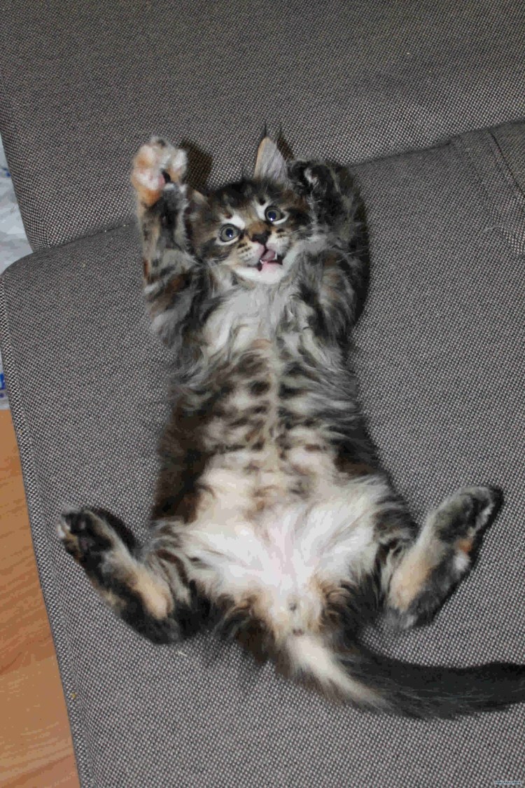 Трёхцветная кошка