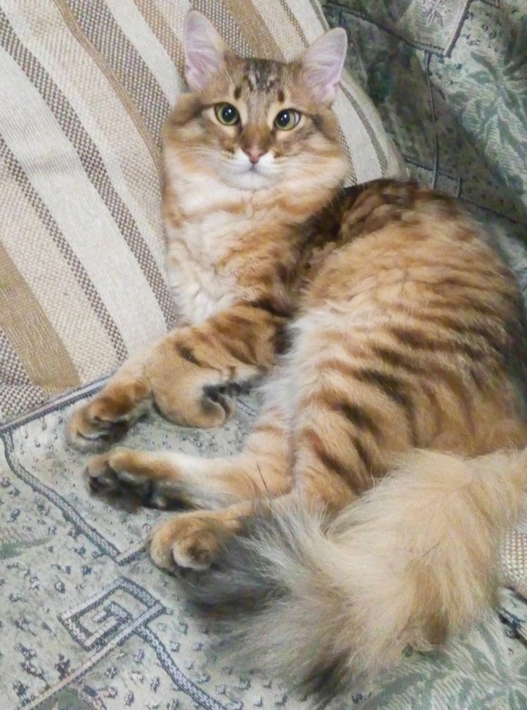 Трёхцветный котёнок 2008