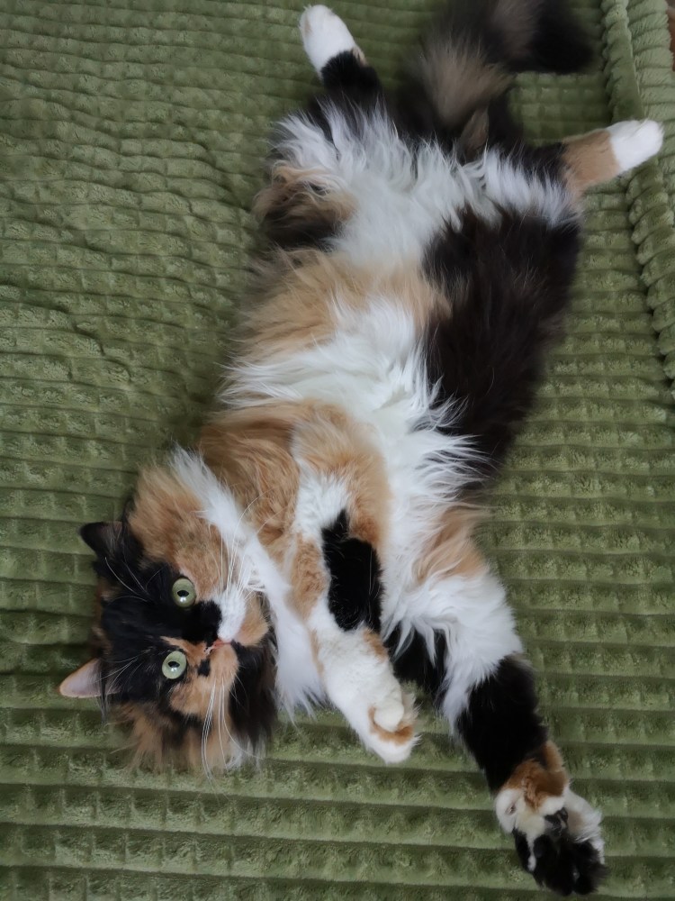 Трехцветный кот