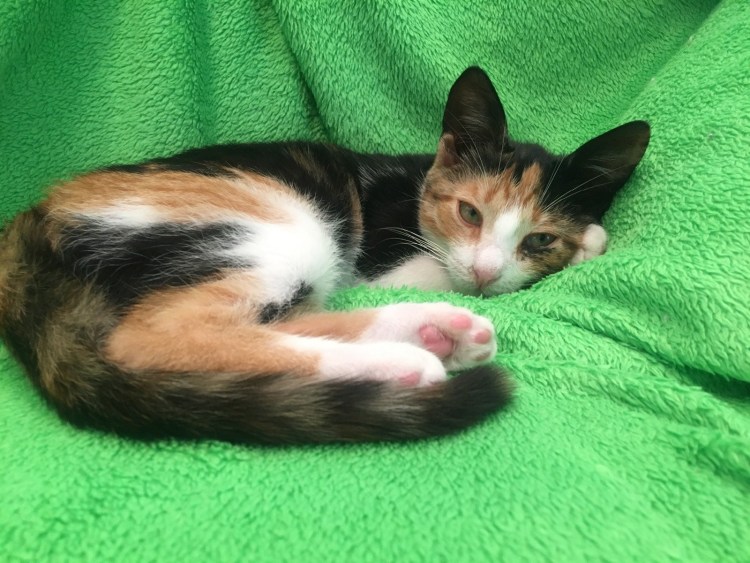 Трехцветные коты мальчики