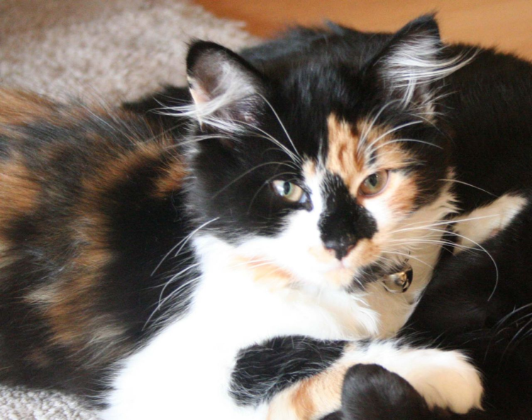 Трехцветный кот самец