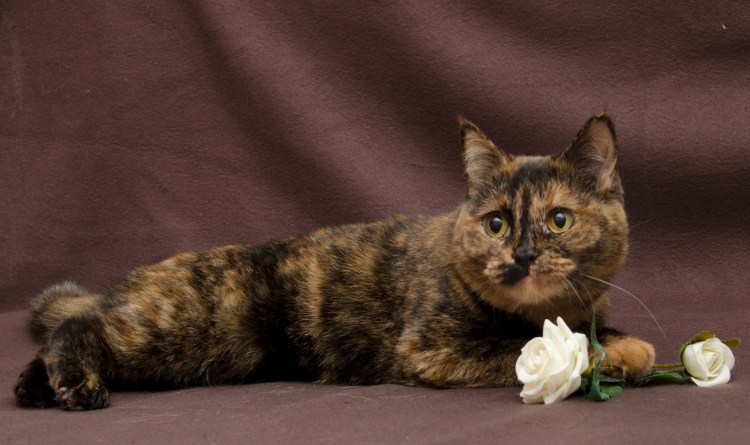 Обыкновенная трхшерстная кошки