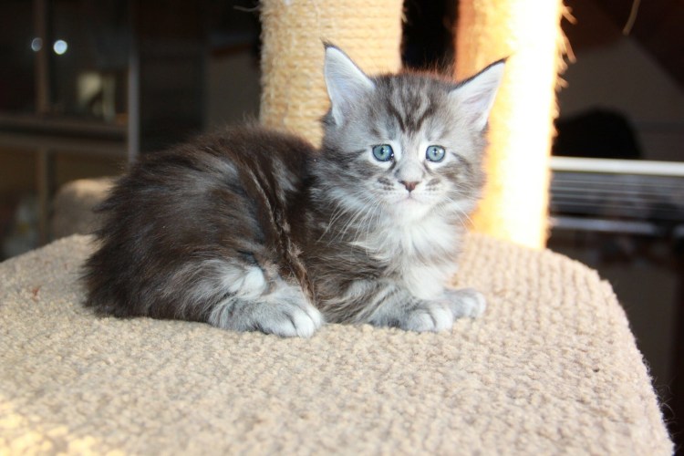 Черный мраморный Мейн кун