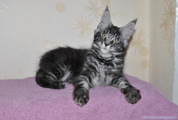 Кошка Мейн кун черный мрамор на серебре