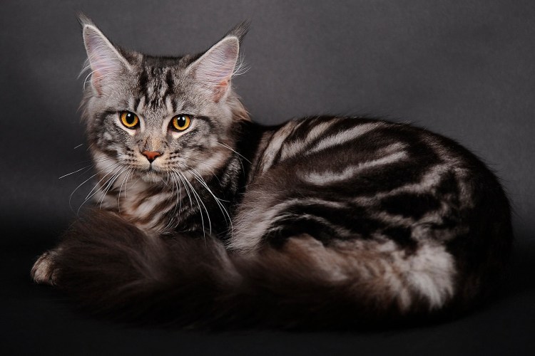 Котята Мейн кун