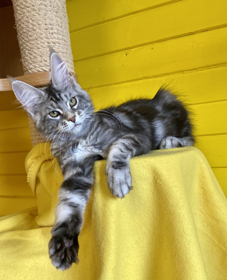 Мейн кун черный мрамор котенок