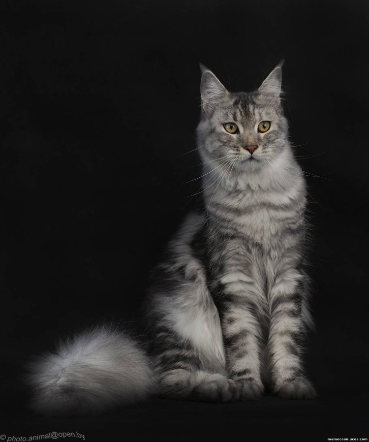 Мейн кун котенок 1 месяц серый мрамор