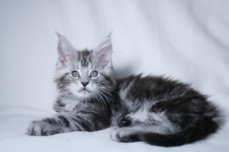 Котята Мейн куны мальчики