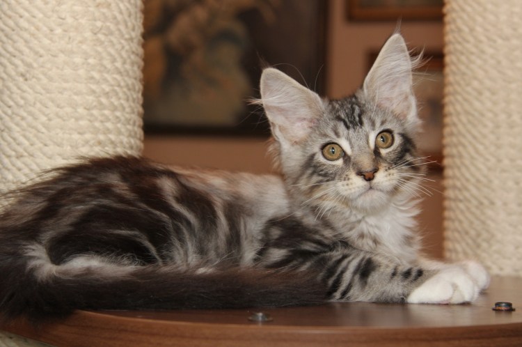 Серый Мейн кун взорвал соцсети