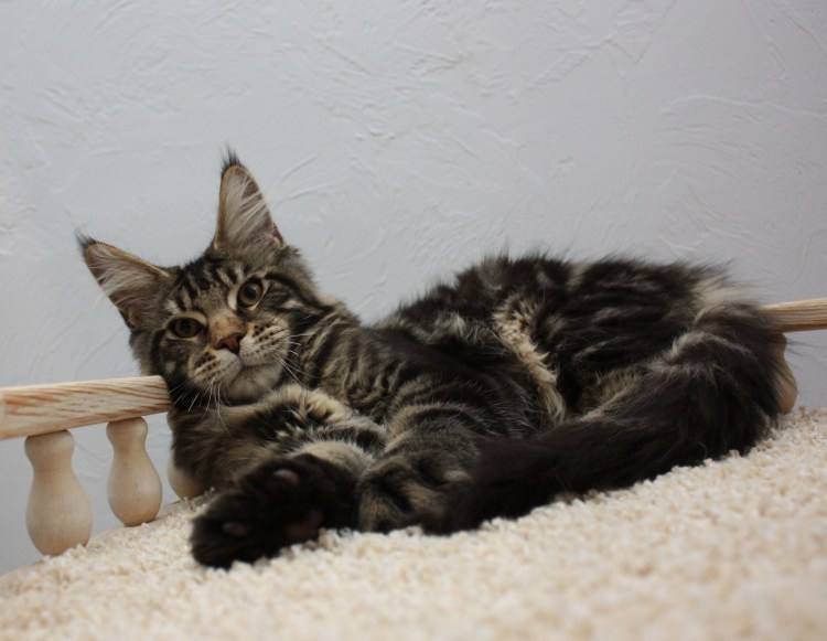 Мейн кун черный мрамор котенок