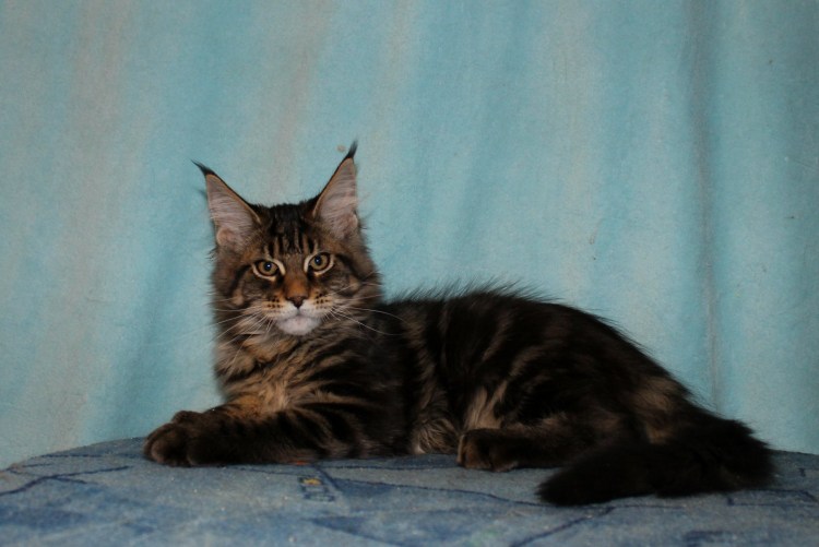 Мейн кун черный мрамор на серебре фото взрослый