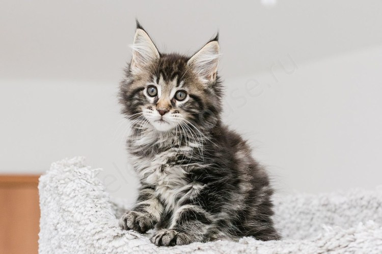 Мейн кун котята серебро