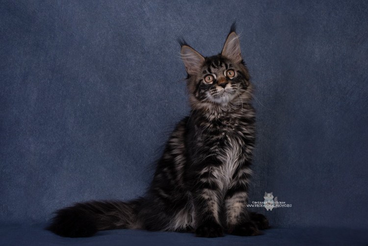 Мейн кун черный мрамор