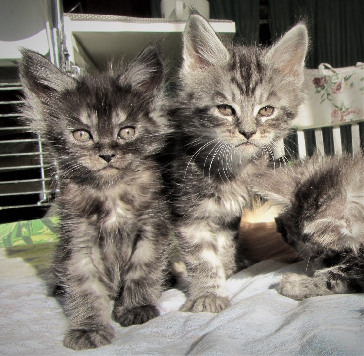 Мейн кун серебристый табби