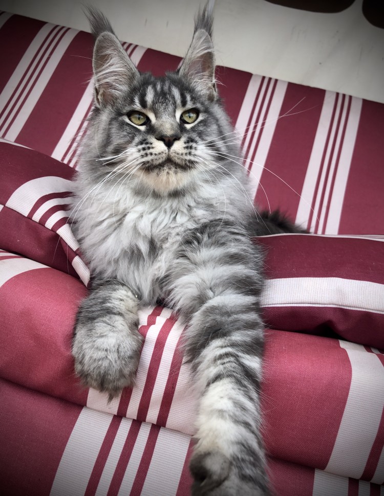 Мейн кун мраморный серый