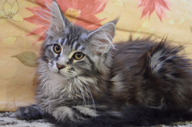 Мейн кун окрас черный мрамор