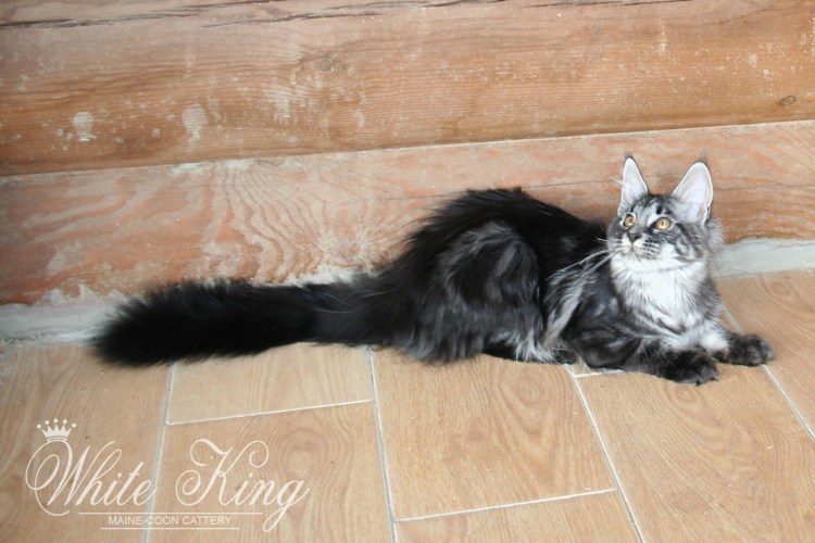 Черный мрамор на серебре (NS 22 64)