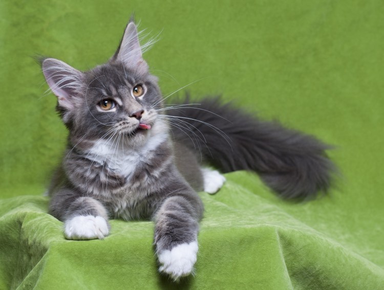 Мейн кун черный мрамор n22