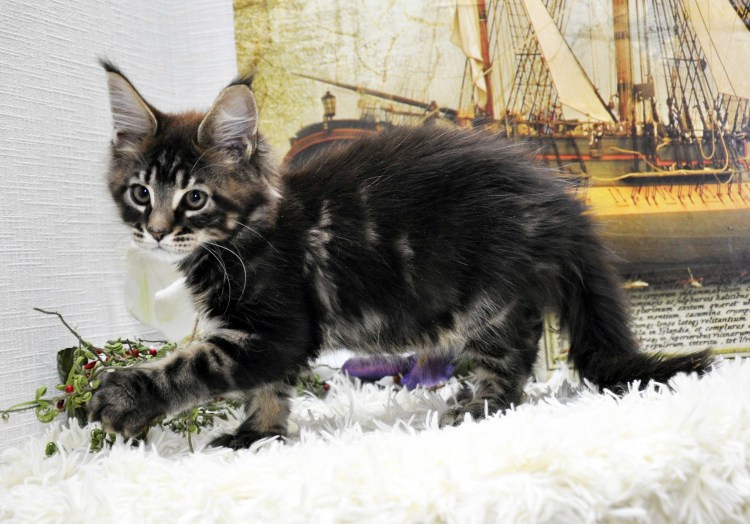 Европейская длинношерстная кошка