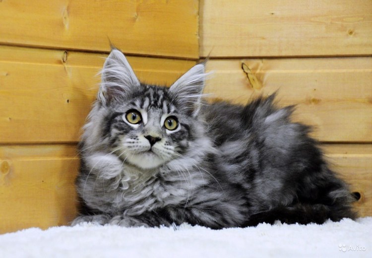 Камышовый Мейн кун