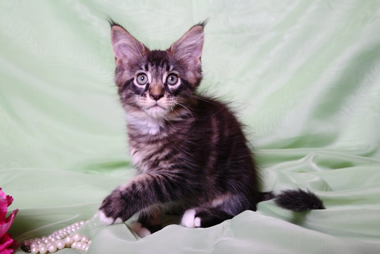 Сибирские коты черные мраморные