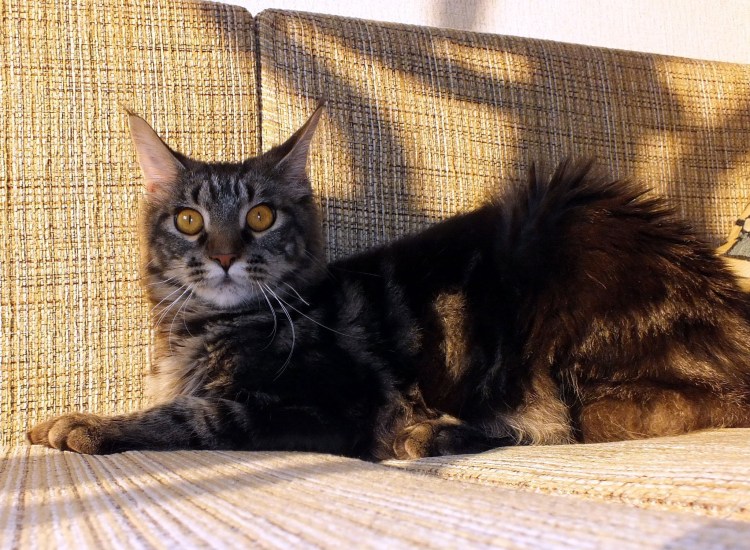 Мейн кун черный мрамор