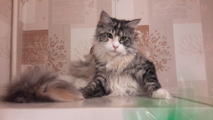 Мейн кун ns22