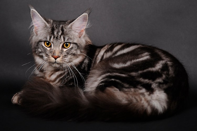 Серебристый кот Мейн кун