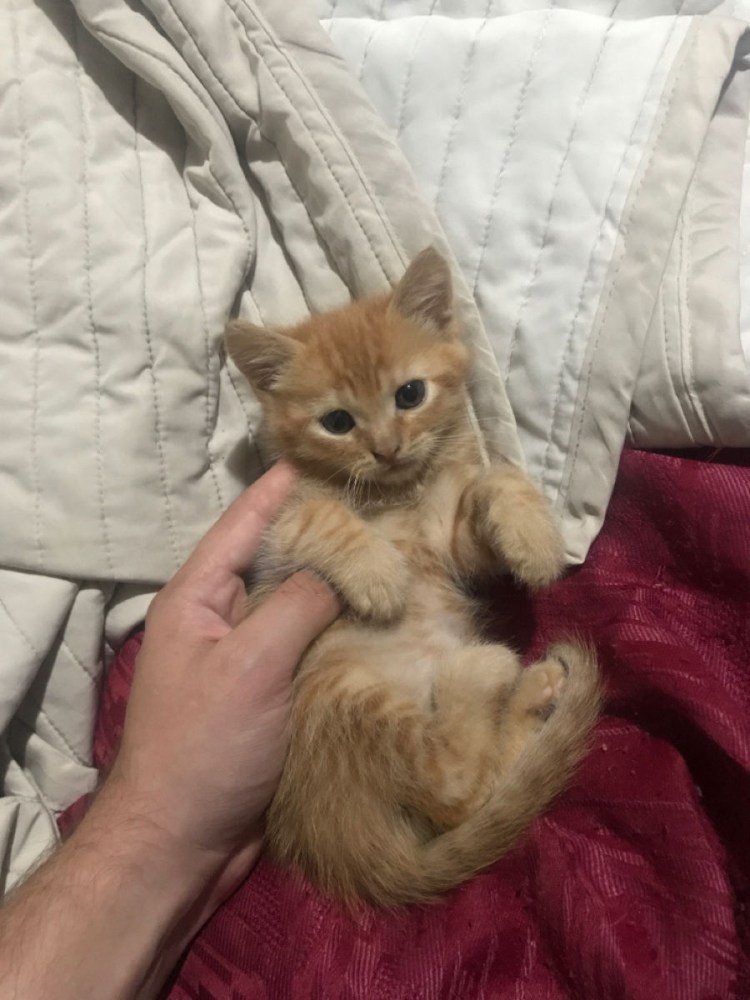 Пара тигров