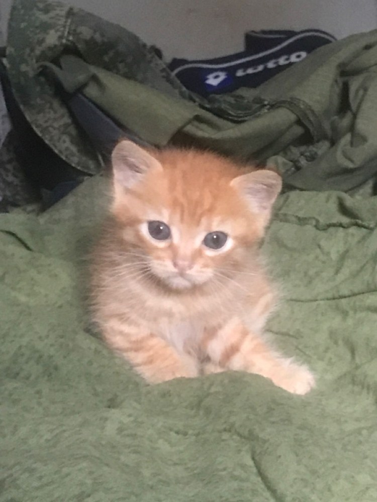 Суматранский тигр и Амурский