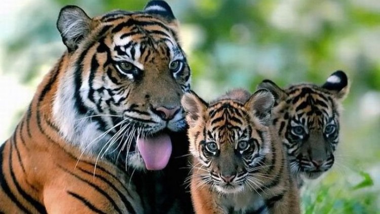 Милые тигрята