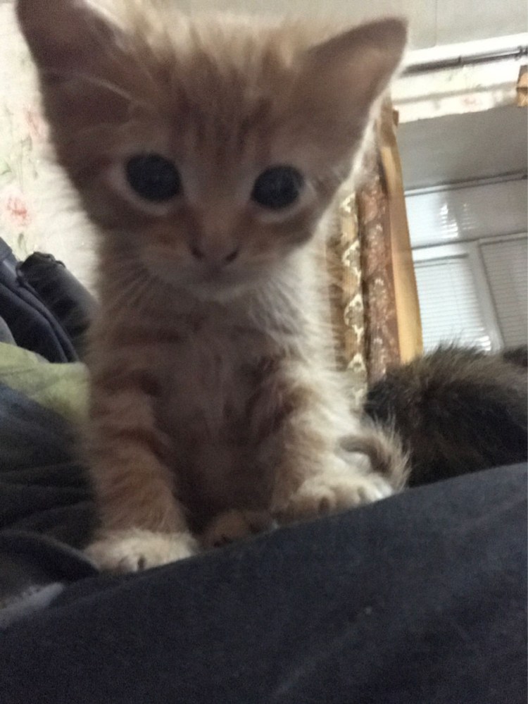 Амурский тигр тигрица с тигрятами