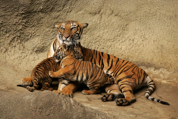 Тигр тигрица и Тигренок